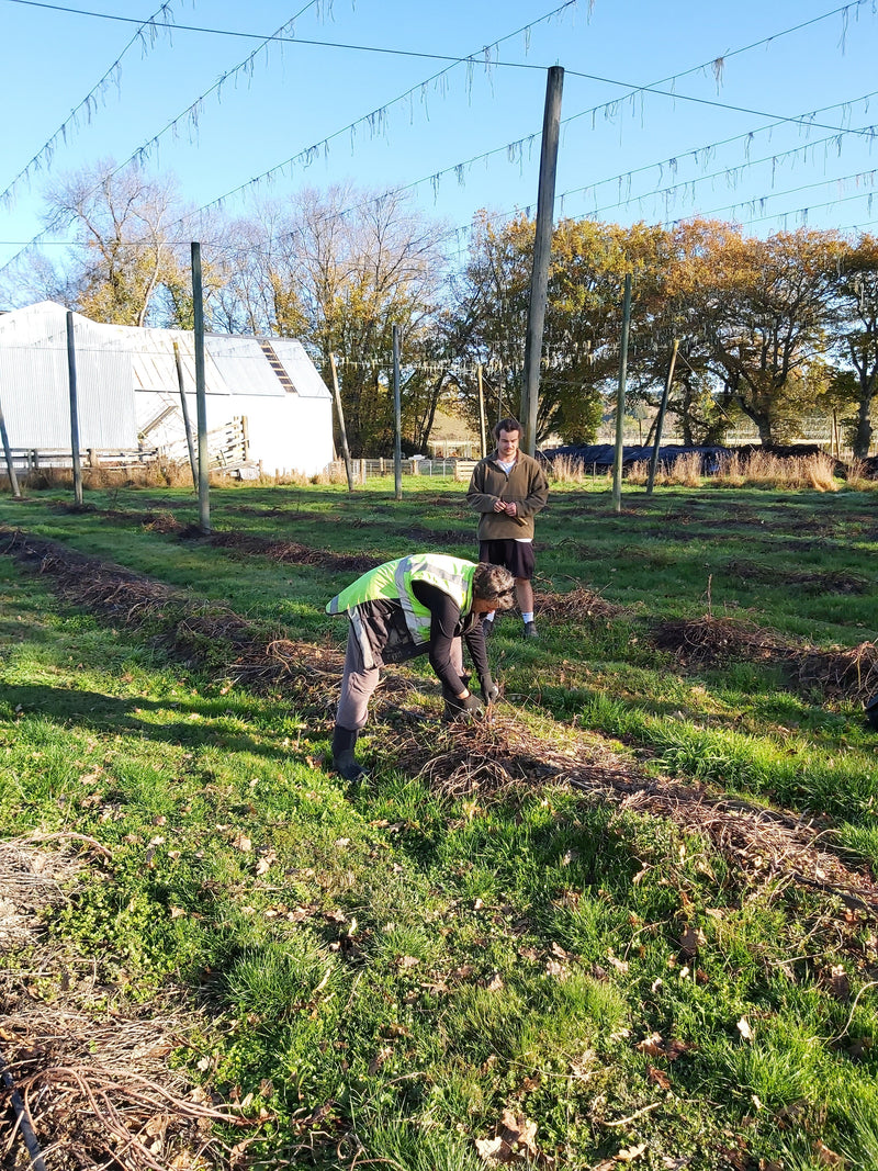 The Flax Cutter and The Hops