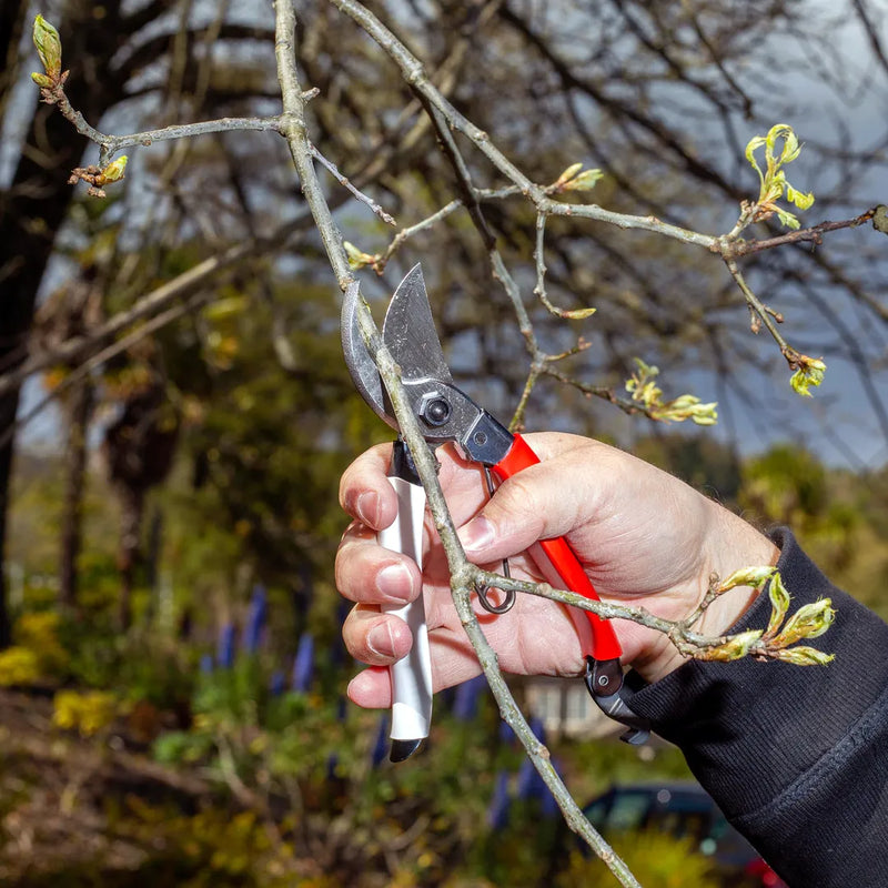 How to prune your fruit trees properly