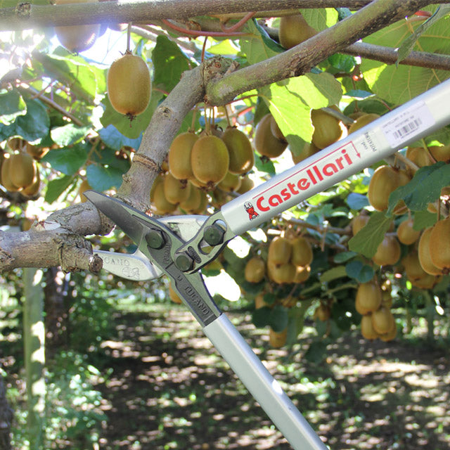 Secateurs & loppers