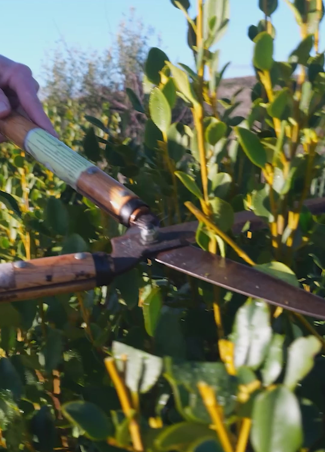 HEDGE SHEARS